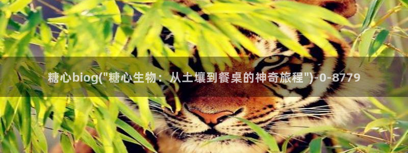 糖心vlog在线观看视频